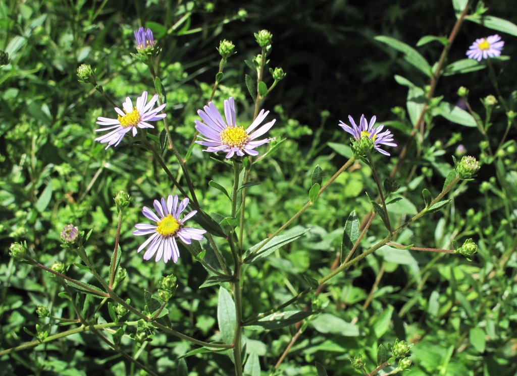 Aster amellus Aster amellus